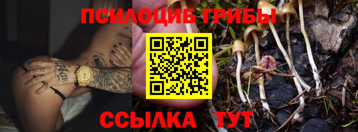 Псилоцибиновые грибы Cubensis Клин